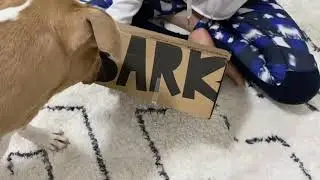 Barkbox October Halloween 2021 Opening