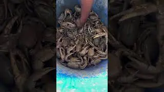 It&rsquo;s crab Season in Jamaica massive ! Crab lovers represent