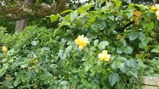 Werneth park Oldham uk