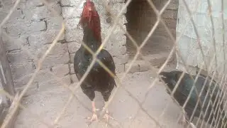 Alhamdulillah bakrid theek ho gai hai