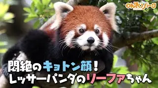 【のんほいパーク】かわいいぃぃぃ悶絶のキョトン顔！レッサーパンダのリーファちゃん