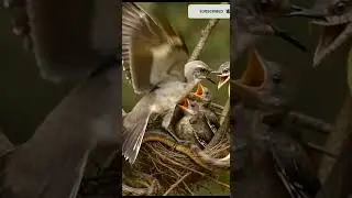 Epic Bird vs Snake Fight | Nature&rsquo;s Ultimate Battle 🦜🐍  #birds #crime