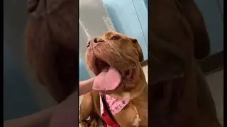 My happy happy guy #happy #dog #fypシ #shorts
