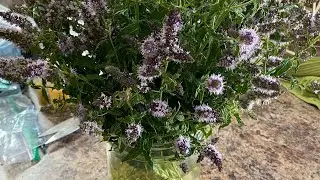 Who knew all the things to do with : MINT FLOWERS 🦋