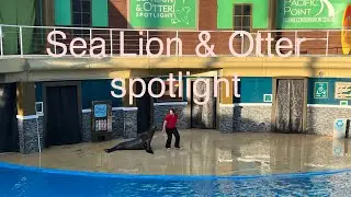 Sea Lion & Otter spotlight show | Seaworld San Diego @world-diaries