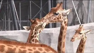 Paris Zoo ready to reopen