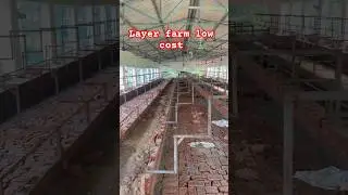 Low cost layer farm shed construction #farming #egg #shorts #treding #viral