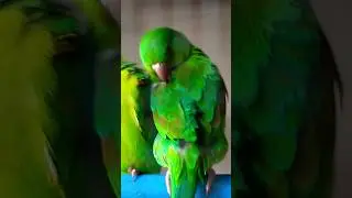 Orange-chinned parakeet @Habib.Tv26#amazing#shorts#short#viral#youtubeshort#shortsvideo#trending