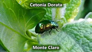 Cetonia Dorata ~ Cetonia Aurata | Animali in Sardegna