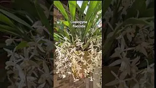Uma explos&atilde;o de flores da Coelogyne flaccida #orquideas #floresdeorquideas #cultivodeorqu&iacute;deas