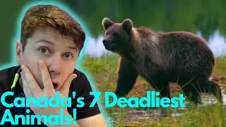 IRISH MAN Reacts To Canada's 7 Deadliest Animals!!
