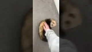 dook dook dook ferret noises