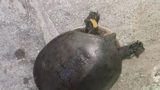 Tortoise #activity of Tortoise #कछुए की कहानी #कछुए की हरकत#viral 