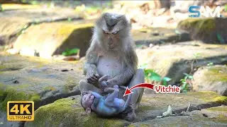 Adorable_____! Baby Monkey Vitchie Run TO Get Bless From Grandma Khara | 4K