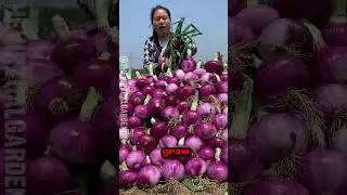 Why Onions Have Layers 🧅