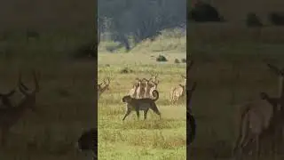 The behavior of prey species when they spot a predator