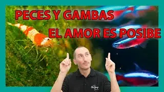 Peces y Gambas en un ACUARIO JUNTOS.