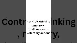 Which part of the brain controls thinking and memory?