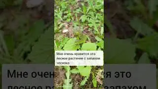 Дикая пряная трава для салата - Чесночница! #пряныетравы #растения #лес #лесныетравы #дача #сад