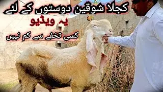 Pure Quality Kajla Chatra in Jhelum | 72 wala Kajla breed | Kajla chatra farming | Goat farming