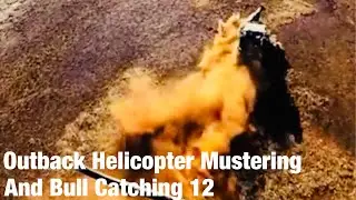Outback Helicopter Mustering and Bull Catching Northern Territory 12