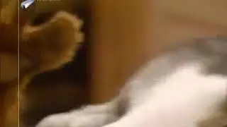 Alf hipnotizando al gato el suertudo y pillado