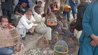 Lalukhet Teetar Mandi Live 05-12-2024| لالو کھیت تیتر منڈی کی براہ راست کوریج عمران حسین کے ساتھ