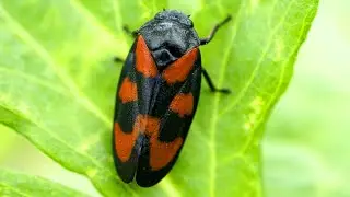 Red and Black Froghopper Facts: the JUMPING BUG | Animal Fact Files
