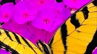 TIGER SWALLOWTAIL IN MY GARDEN  🦋 #butterfly #nature