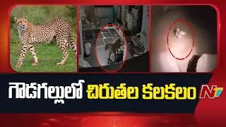 Leopards spotted At Kurnool dist | NTV Telugu