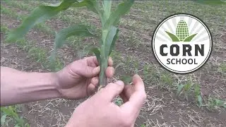 Corn School: Staging post-emergent herbicides