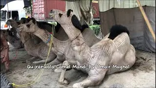 World Biggest And Heavyweight Champion Camels 🐪 Gujranwala