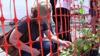 Institute of Plant Breeding, Genetics & Genomics