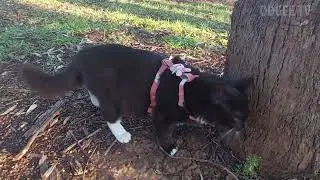Using a walking harness on your cat for safety near roads? Kitten Luna's Training fun in the Park!