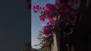 Barbad song status #shortsfeed #trending #viralshort #whatsappstatus #astheticstatus #lovestatus