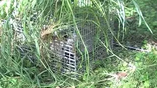 Trapping Young Possums Using Little Giant Brand Trap