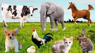 Beautiful Animal Moments: Cow, Elephant, Rabbit, Horse, Cat, Puppy, Goat, Kitten - Funny Farm Animal
