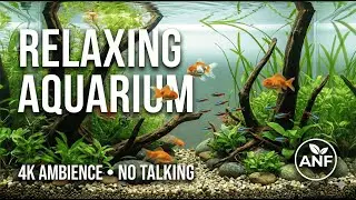 4K Koi Pond Ambience | Relaxing Office Fish Tank for Deep Focus & Zen