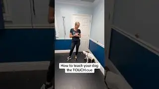 How to teach your dog the TOUCH cue! #dogtrainingtips #dogcommand #newpuppy