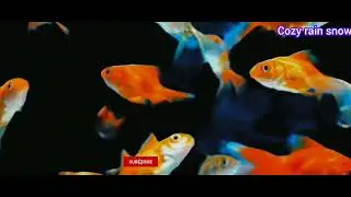 &ldquo;Slow ocean waves, calm fish, peaceful mind&rdquo;A peaceful ocean view where fish move gently through#