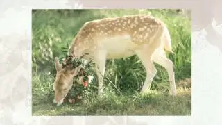 Bridal Shoot with Deer in Houston Forest