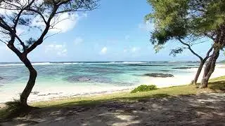 (No Ads)🌊 Shady Beach Waves & Relaxing Music | 10 Hours of Peaceful Ocean Sounds 🏝️