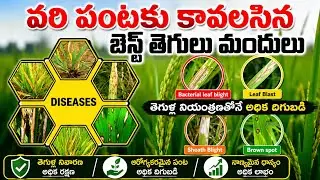 వరి పంటకు కావలసిన తెగులు మందులు | paddy crop Fungicides 