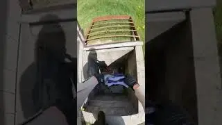 Fawn Rescued From Basement Trap