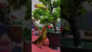 Sweet Lovebird Chirps 🐦 Fun, Happy & Playful Sounds #parrot #birdsongs