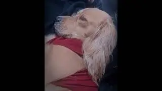 Unbellodurmiente#dormir#funny#viral#viral#love#mexico#fyp#descanso#cansado#dog#animals#pets#mascotas