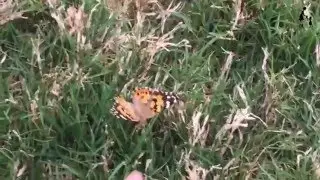 Butterflies! Watch caterpillars transform! Family fun and learning from Insect Lore and Nature Gifts