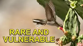 Vulnerable and RARE HUMMINGBIRD Endemic to Brazil