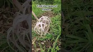 Unveiling the Mystery: Discovering a Rare Forest Flower #flowers #trending #shorts
