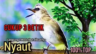 TRUCUK BETINA memanggil JANTAN, pancingan agar BUNYI jadikan burung trucukan BUNYI GACOR NGALAS 